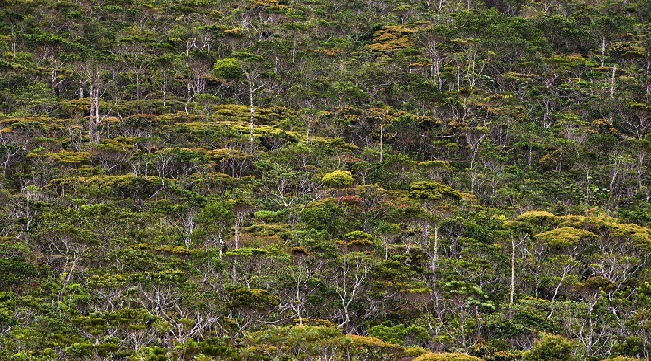 Pygmy Forest Ultra Winds Mountain Resort