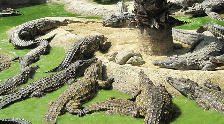 Crocodile 4 Camiguin Island