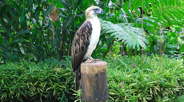 PEC 1 Dahilayan Adventure Park